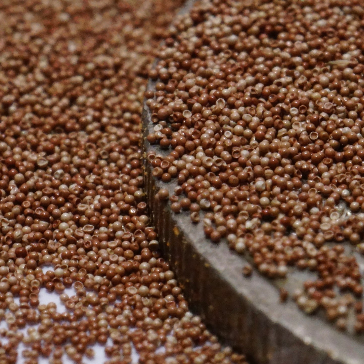 Brine Shrimp Egg | Artemia Crysts (hatchable)