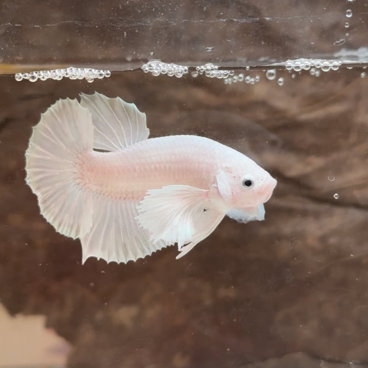 Platinum white dumbo (4)