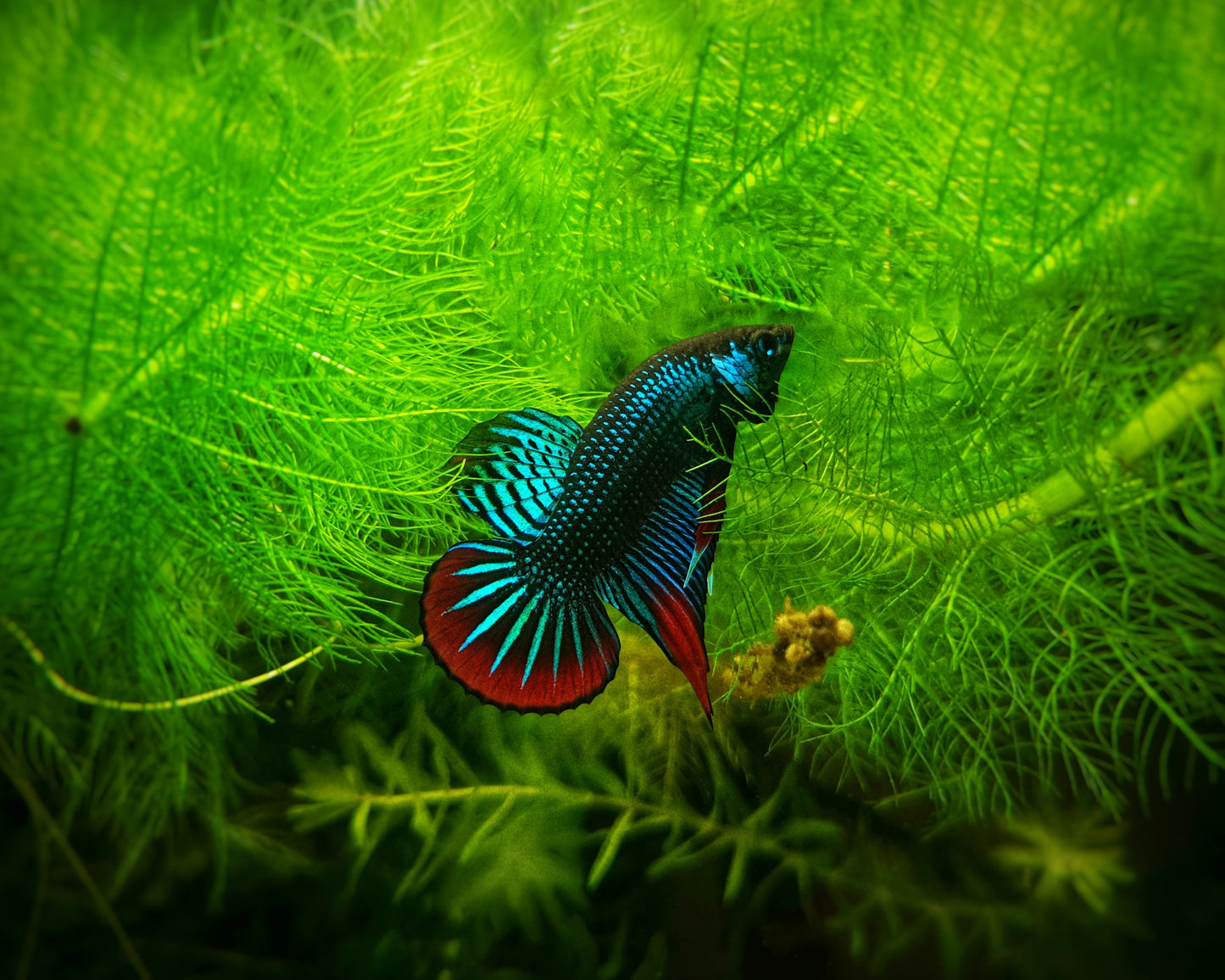 Wild Betta