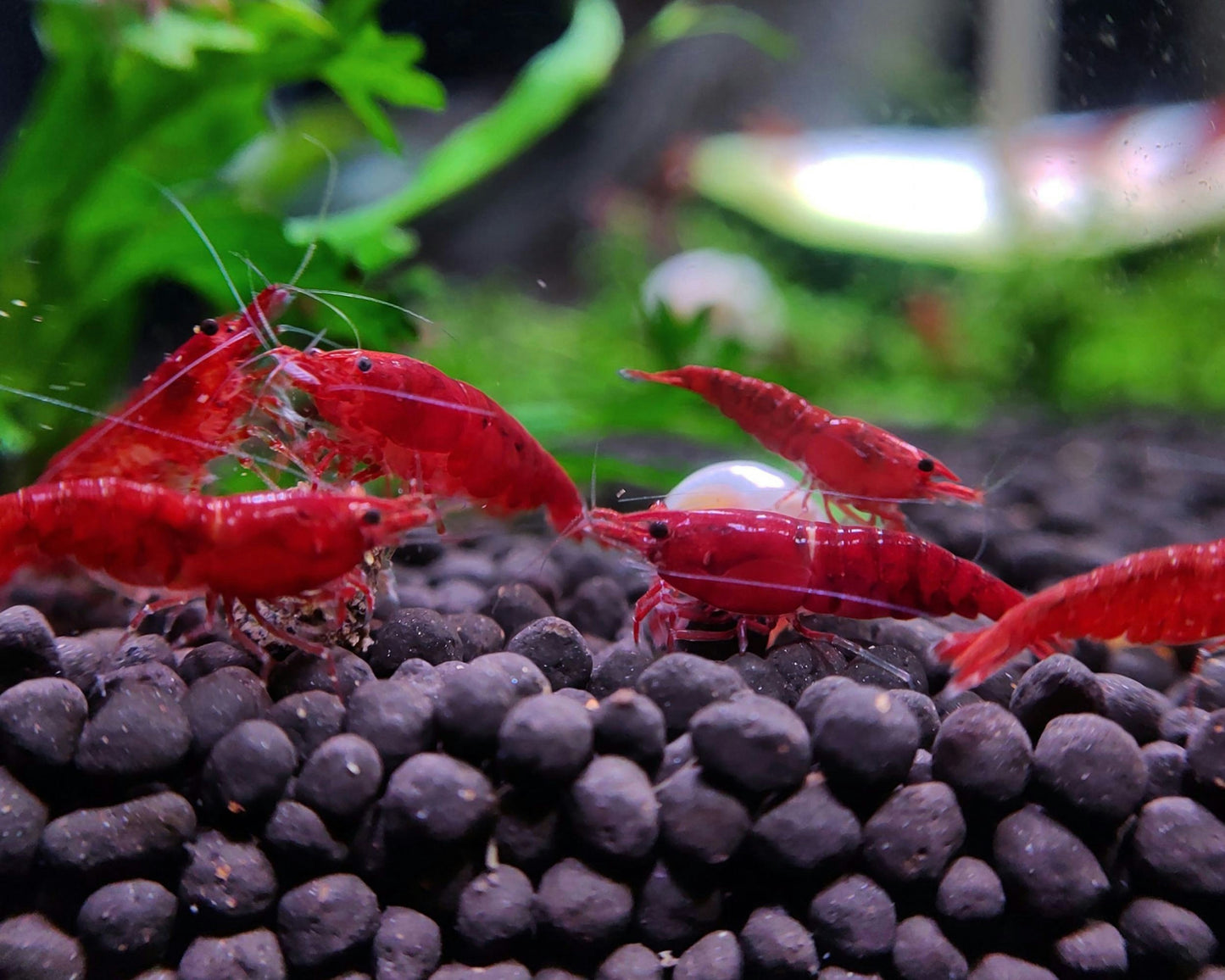 Assorted Shrimp