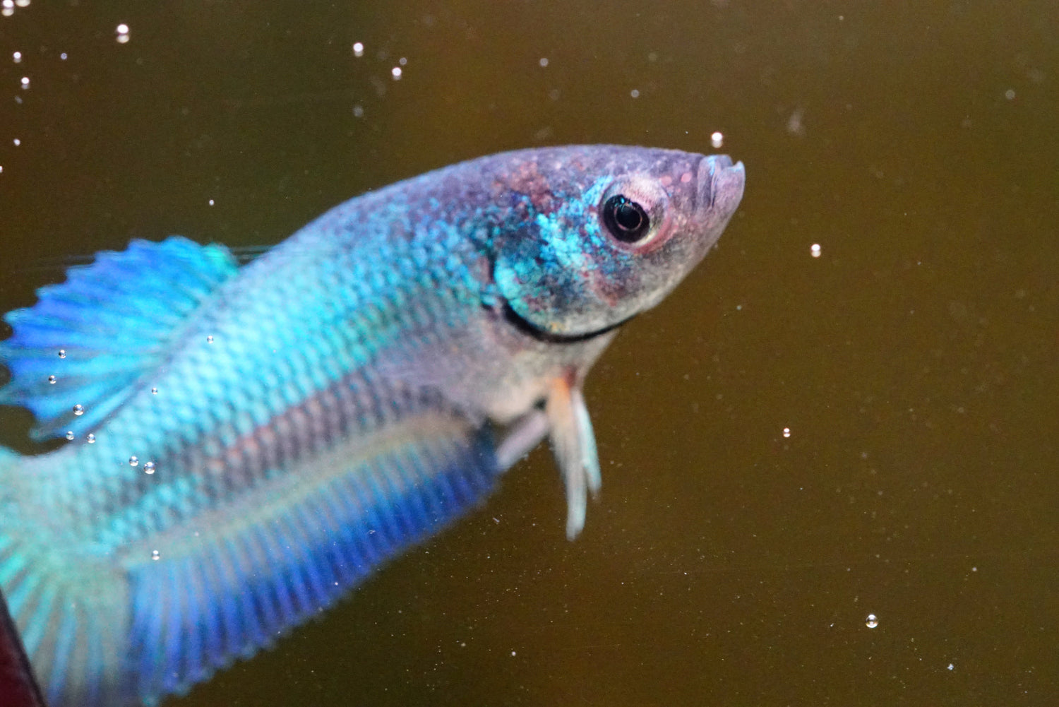 Betta|Siamese Fighting Fish