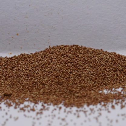 Brine Shrimp Egg | Artemia Crysts (hatchable)