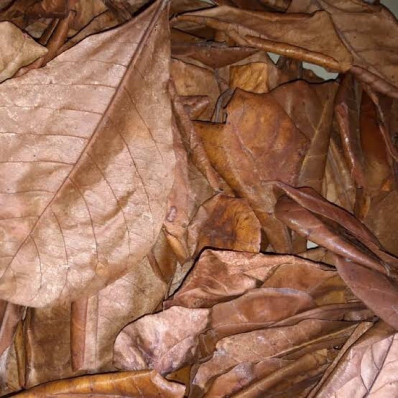Indian almond leaves