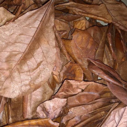 Indian almond leaves