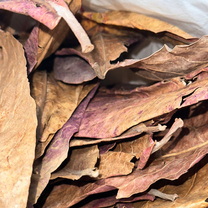 Indian almond leaves