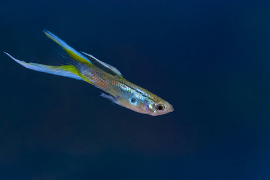 Assorted Guppy