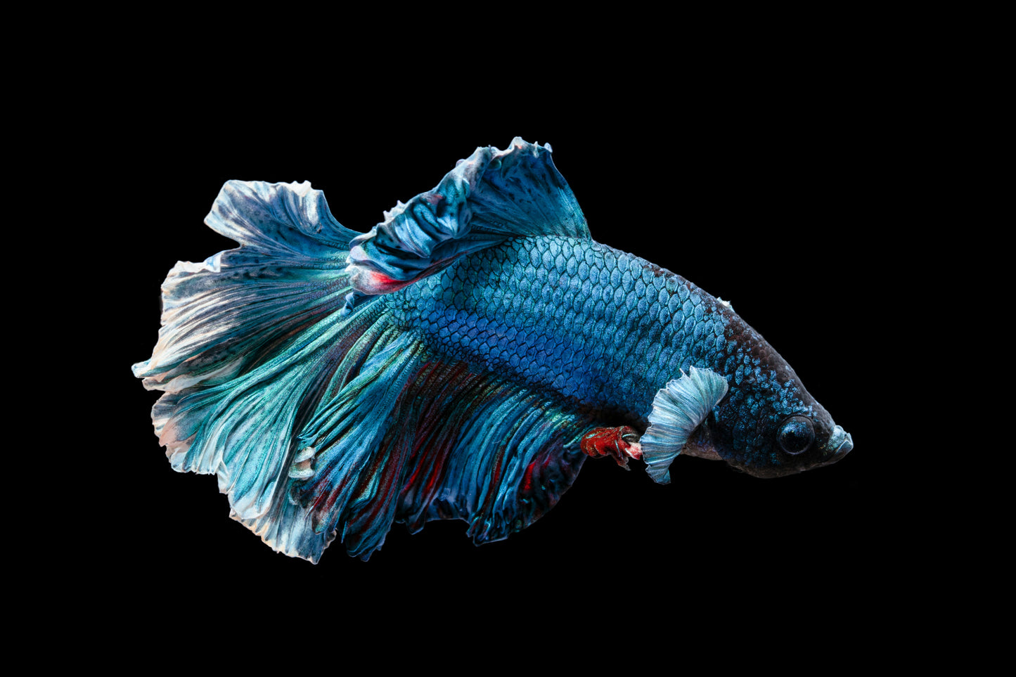 Assorted Betta